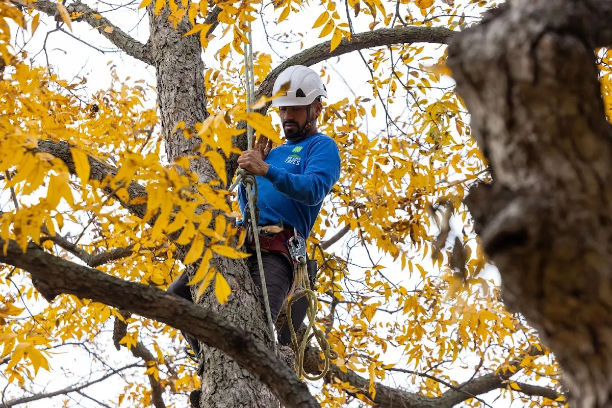 Skilled Tree Transplanting crew working in Cokato